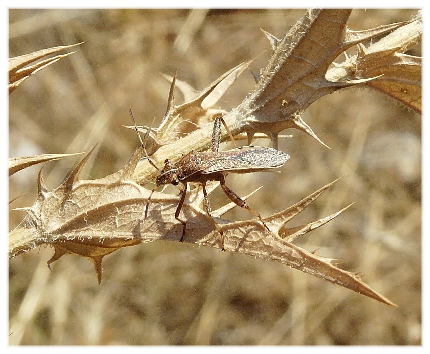 Da determinare: Alydidae, Camptopus lateralis